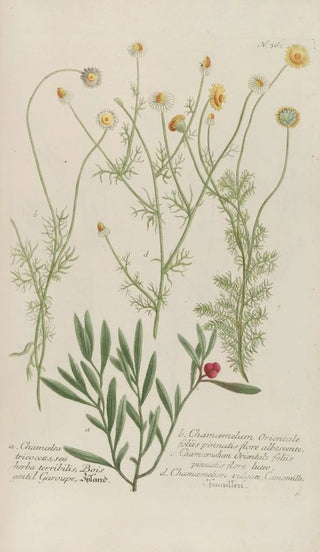 Johann Wilhelm Weinmann - Phytanthoza iconographia Pl085.webp