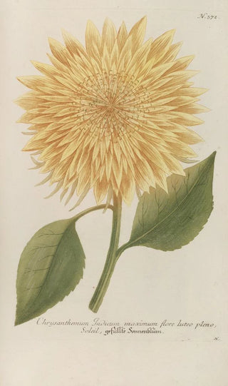 Johann Wilhelm Weinmann - Phytanthoza iconographia Pl095.webp