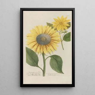 Johann Wilhelm Weinmann - Phytanthoza iconographia Pl096.webp