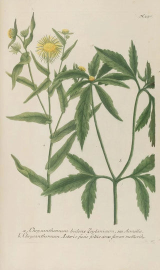 Johann Wilhelm Weinmann - Phytanthoza iconographia Pl099.webp