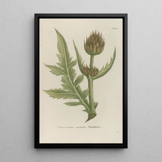 Johann Wilhelm Weinmann - Phytanthoza iconographia Pl110.webp