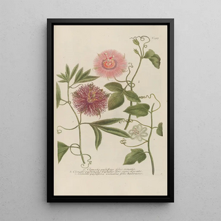 Johann Wilhelm Weinmann - Phytanthoza iconographia Pl120.webp