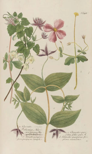 Johann Wilhelm Weinmann - Phytanthoza iconographia Pl121.webp