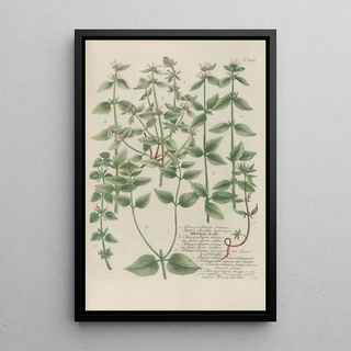 Johann Wilhelm Weinmann - Phytanthoza iconographia Pl122.webp