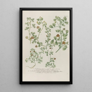 Johann Wilhelm Weinmann - Phytanthoza iconographia Pl125.webp