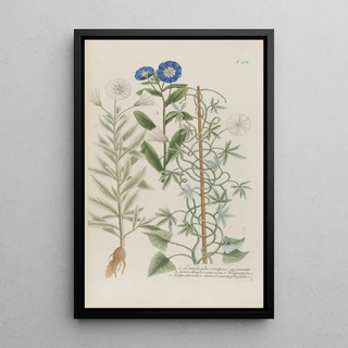 Johann Wilhelm Weinmann - Phytanthoza iconographia Pl140.webp