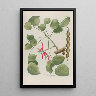 Johann Wilhelm Weinmann - Phytanthoza iconographia Pl148.webp