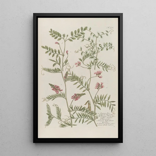 Johann Wilhelm Weinmann - Phytanthoza iconographia Pl160.webp