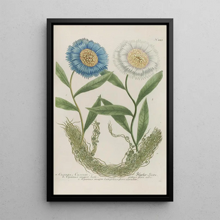 Johann Wilhelm Weinmann - Phytanthoza iconographia Pl172.webp