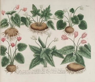 Johann Wilhelm Weinmann - Phytanthoza iconographia Pl176.webp