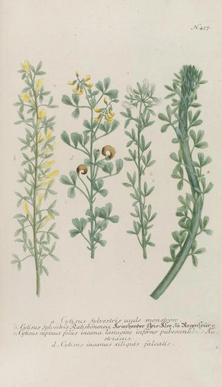 Johann Wilhelm Weinmann - Phytanthoza iconographia Pl180.webp