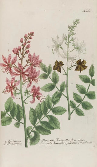 Johann Wilhelm Weinmann - Phytanthoza iconographia Pl184.webp