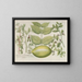 Phytanthoza iconographia Pl. 223 - Johann Wilhelm Weinmann — gerahmtes Bild an der Wand