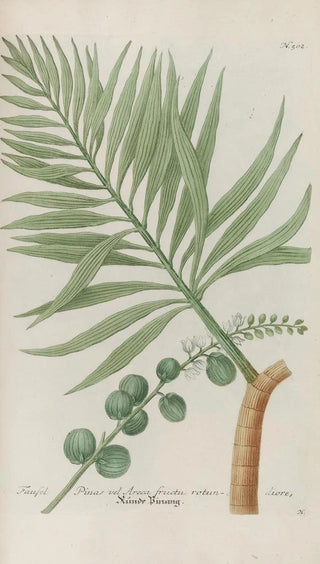 Johann Wilhelm Weinmann - Phytanthoza iconographia Pl225.webp