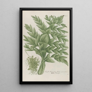 Johann Wilhelm Weinmann - Phytanthoza iconographia Pl226.webp