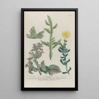 Johann Wilhelm Weinmann - Phytanthoza iconographia Pl230.webp