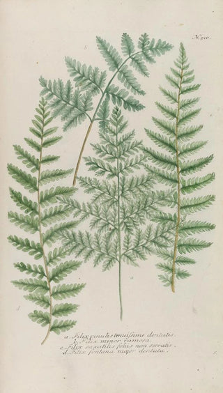 Johann Wilhelm Weinmann - Phytanthoza iconographia Pl233.webp