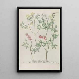 Johann Wilhelm Weinmann - Phytanthoza iconographia Pl243.webp