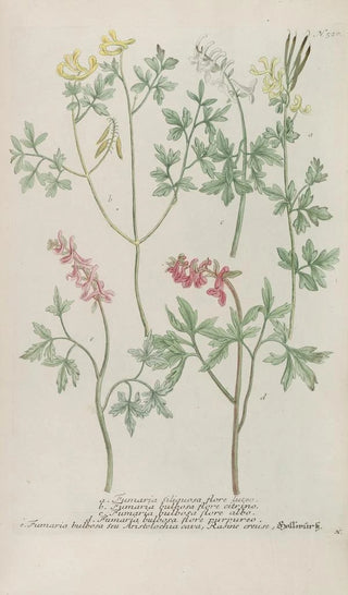 Johann Wilhelm Weinmann - Phytanthoza iconographia Pl243.webp