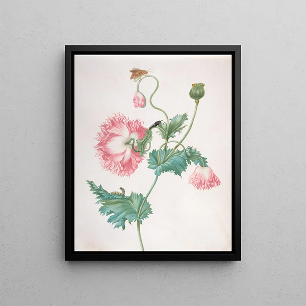 Johanna Helena Graff - A Poppy in Three Stages of Flowering with a Caterpillar Pupa and Butterfly.webp