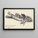 Chabot de mer - Johannes le Francq van Berkhey — gerahmtes Bild an der Wand