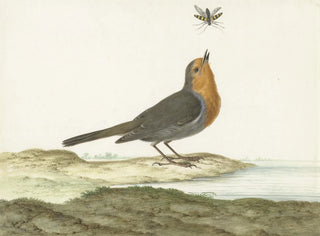 Johannes van Bronckhorst - Roodborstje.webp