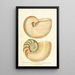 Encyclopaedia londinensis Conchyliologie Pl 02 - John Chapman — gerahmtes Bild an der Wand