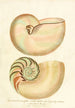 Encyclopaedia londinensis Conchyliologie Pl 02 - John Chapman — Ansicht des Kunstwerks