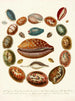 Encyclopädie Londinensis Conchology Pl 03 - John Chapman — Ansicht des Kunstwerks
