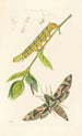 Britisches Insekten-Gemälde - John Curtis — Ansicht des Kunstwerks