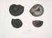 Ammonites népalensis Ammonites wallichii Ammonites tenuistnata - John Edward Gray — Ansicht des Kunstwerks