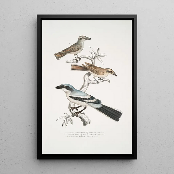 John Edward Gray - 1 2 Keroula Shrike Keroula Indica 1 Male 2 Female 3 Great Indian Shrike Lanius Burra.webp