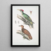 Pic de l'Almorah Picus dimidiatus 2 Pic indien roux Picus rufus - John Edward Gray — gerahmtes Bild an der Wand