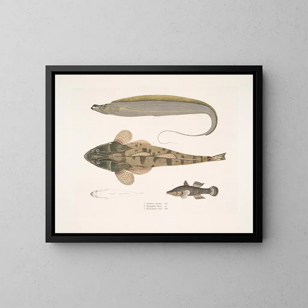 1 Queue de cheval armée Trichiurus armatus 2 Platycephalus chacca 3 Cheilodipterus indien - John Edward Gray — gerahmtes Bild an der Wand