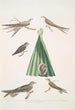 Martinet de Balassie Cypselus palmarum 1a Mâle 1b Femelle 1c Jeune 1d Nid 2 Martinet allié Cypselus affinis - John Edward Gray — Ansicht des Kunstwerks