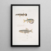 Diploptère magnifique Diplopterus pulcher Taille naturelle 2 Tétrodon à tête lisse Tetraodon leiopleura Océan Indien - John Edward Gray — gerahmtes Bild an der Wand