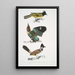 Brachype mit schwarzem Kopf Brachypus melanocephalus 2 Pelta mit kurzem Schwanz Pitta Pelta Pitta brachyura - John Edward Gray — gerahmtes Bild an der Wand