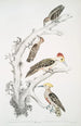 Männchen und Weibchen des Picus Molluccensis - John Edward Gray — Ansicht des Kunstwerks