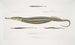 Syngnathe Carcé Fisch-Röhre Syngnathus Carce 2 Syngnathe Banded Fisch-Röhre Syngnathus faciatus 3 Syngnathe Hardwicke Fisch-Röhre Syngnathus Hardwickii - John Edward Gray — Ansicht des Kunstwerks