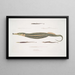 Syngnathe Carcé Fisch-Röhre Syngnathus Carce 2 Syngnathe Banded Fisch-Röhre Syngnathus faciatus 3 Syngnathe Hardwicke Fisch-Röhre Syngnathus Hardwickii - John Edward Gray — gerahmtes Bild an der Wand