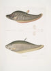 Chitala Mystus Mystus Chitala 2 Kapirat Mystus Mystus Kapirat - John Edward Gray — Ansicht des Kunstwerks