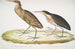 Heron Zimt Ardea cinnamonea 1 Heron mit gelbem Hals Ardea flavicollis - John Edward Gray — Ansicht des Kunstwerks