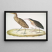 Heron Zimt Ardea cinnamonea 1 Heron mit gelbem Hals Ardea flavicollis - John Edward Gray — gerahmtes Bild an der Wand