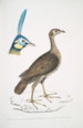 Francolin concentrique femelle Perdix concentrica 2 Paon javanais Pavo muticus Tête - John Edward Gray — Ansicht des Kunstwerks