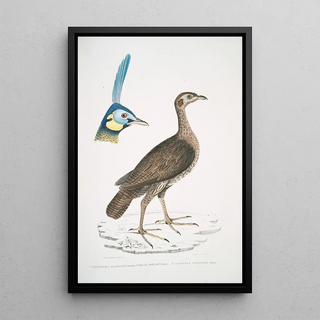 John Edward Gray - 1 Concentric Francolin female Perdix concentrica 2 Javan Peacock Pavo muticus Head.webp