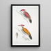 Pic cramoisi Picus mineatus 2 Pic indien à trois doigts Picus Tiga 3 Eine weibliche Kopf - John Edward Gray — gerahmtes Bild an der Wand