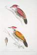 Pic cramoisi Picus mineatus 2 Pic indien à trois doigts Picus Tiga 3 Eine weibliche Kopf - John Edward Gray — Ansicht des Kunstwerks
