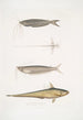 Acanthonote von Cuvier Silurus Acanthonotus Cuvieri 2 Ailia du Bengale Malapterus Ailia Bengalensis - John Edward Gray — Ansicht des Kunstwerks