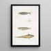 Acanthonote von Cuvier Silurus Acanthonotus Cuvieri 2 Ailia du Bengale Malapterus Ailia Bengalensis - John Edward Gray — gerahmtes Bild an der Wand