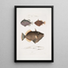 Baliste à yeux Balistes oculatus 2 Baliste d'Amboine Balistes Ambomensis Amboinensis - John Edward Gray — gerahmtes Bild an der Wand
